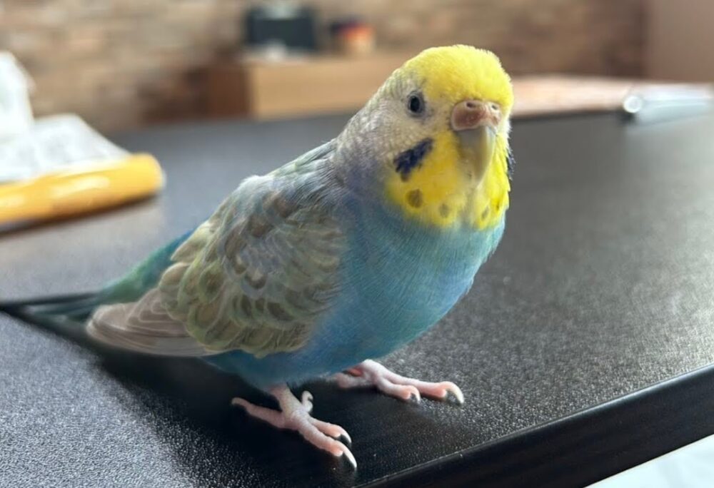 きーちゃん