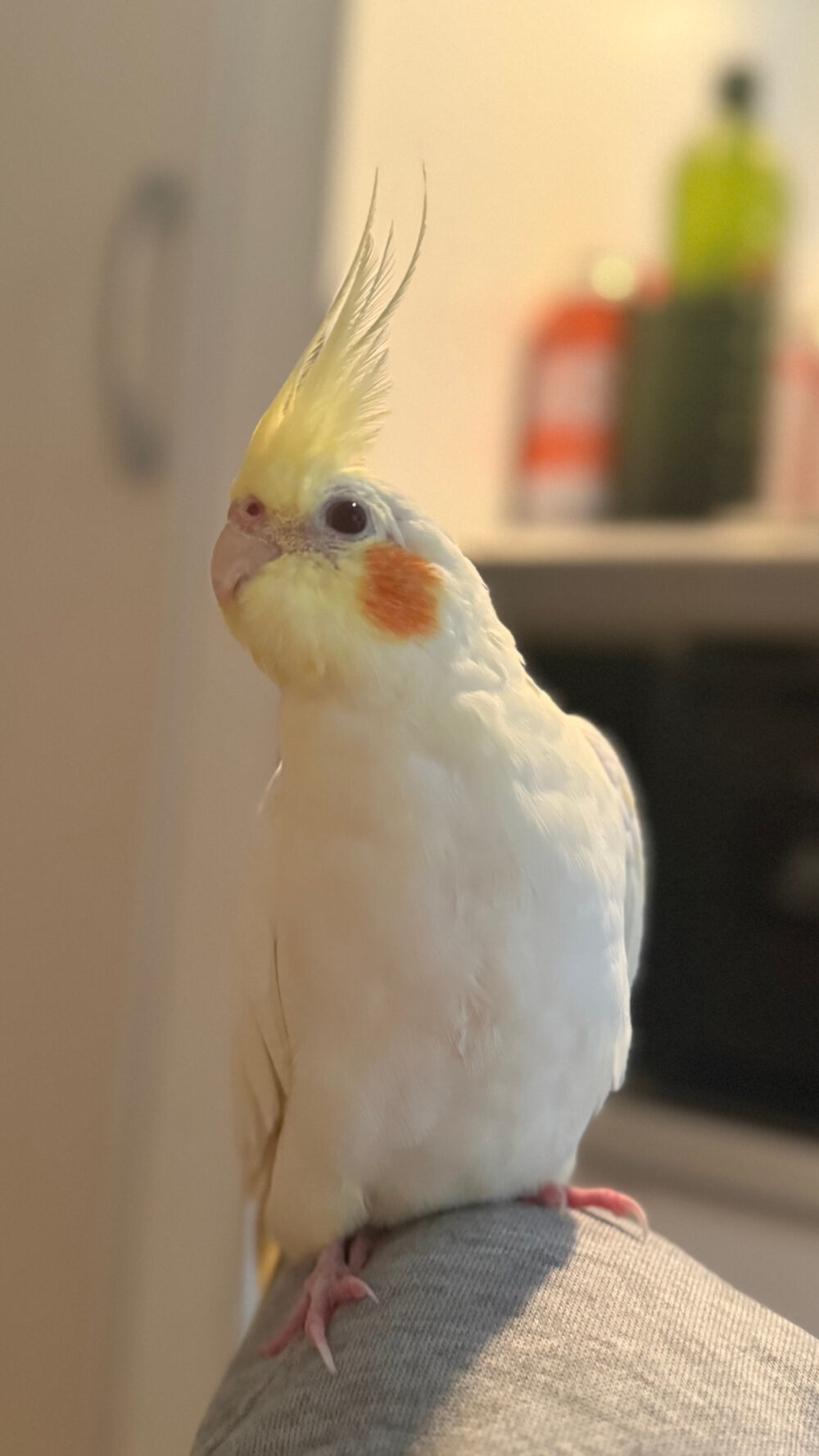 さ