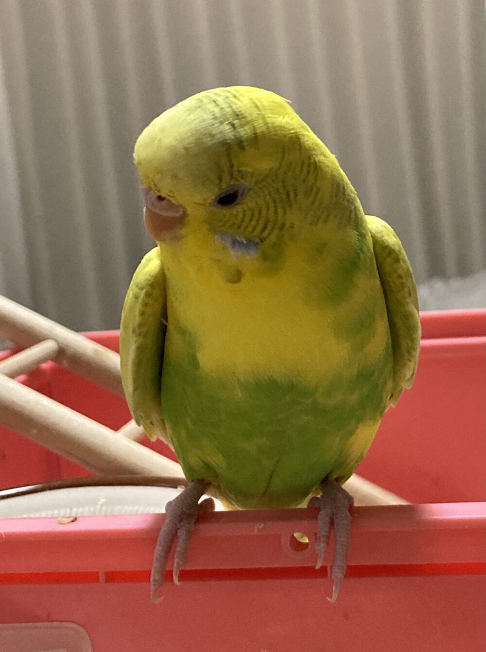 こたぶぶ