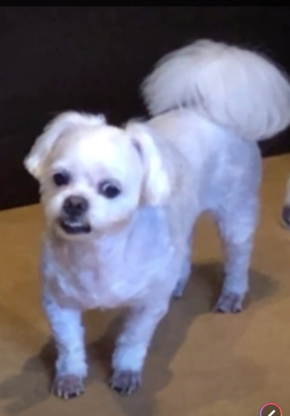 しらたまの家族