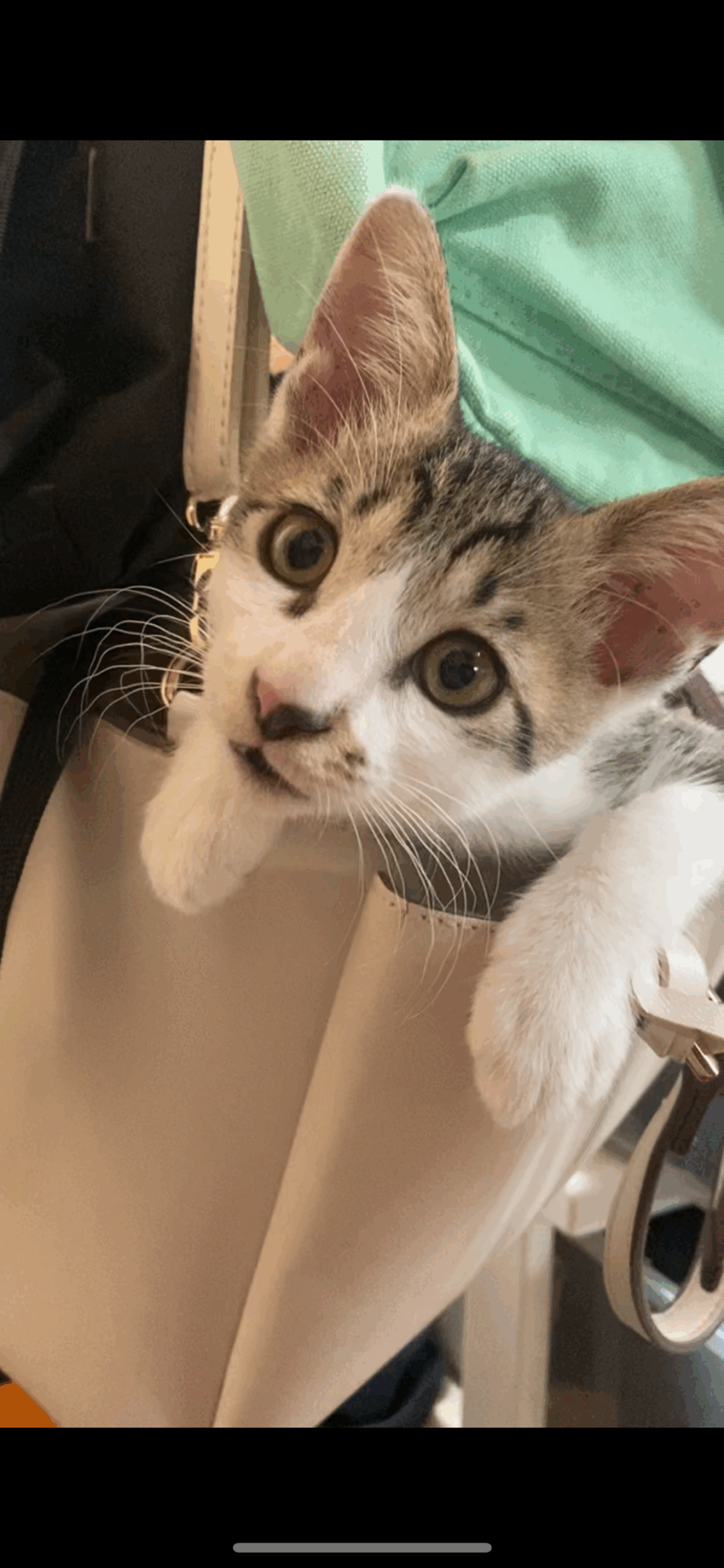 ミナトの飼い主