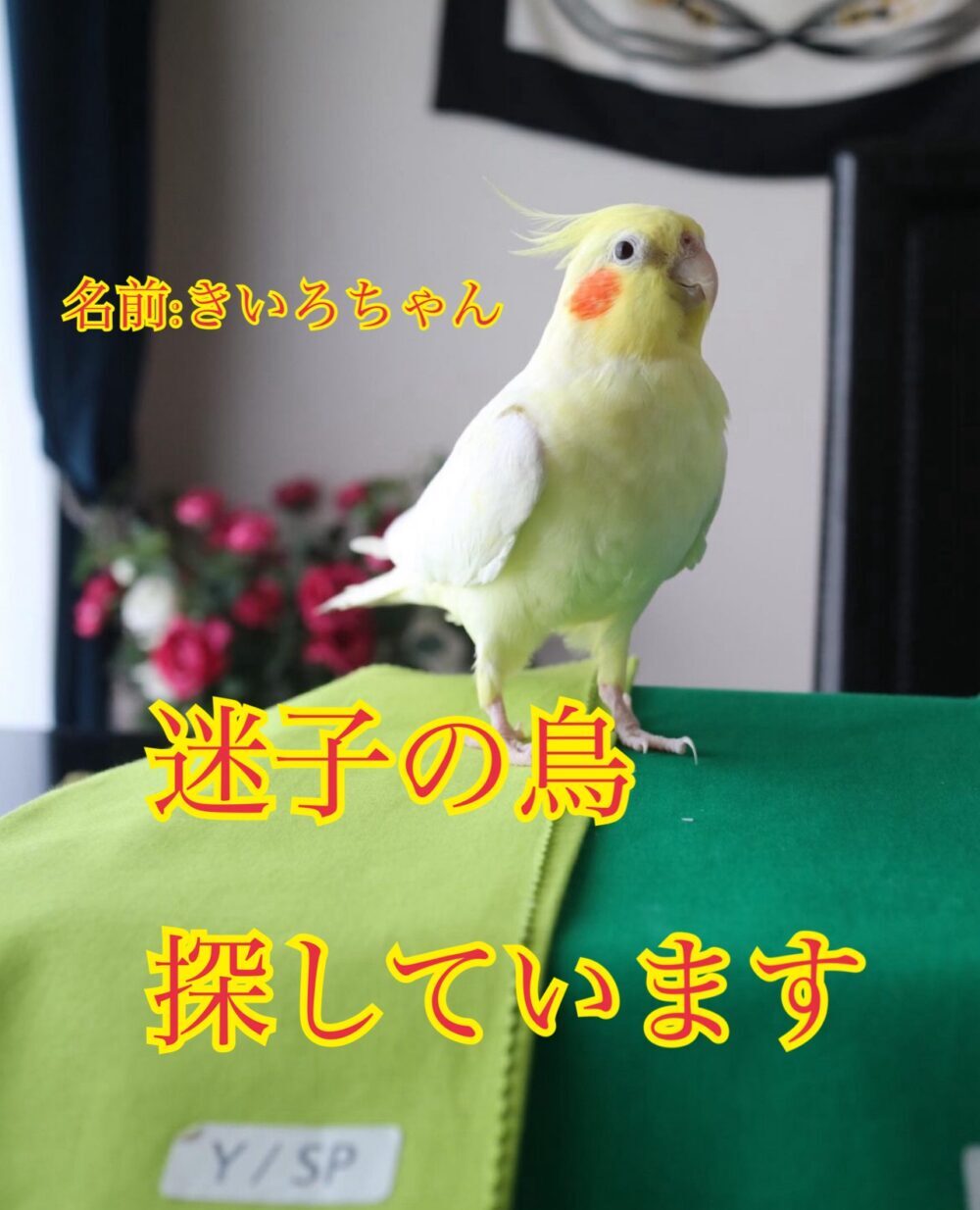 オカメインコきいろちゃん