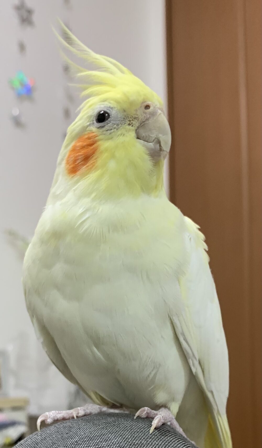 ポムちゃん探してます