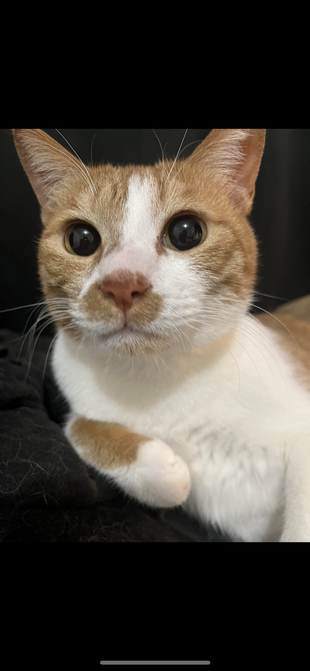 こだまどこにいるの