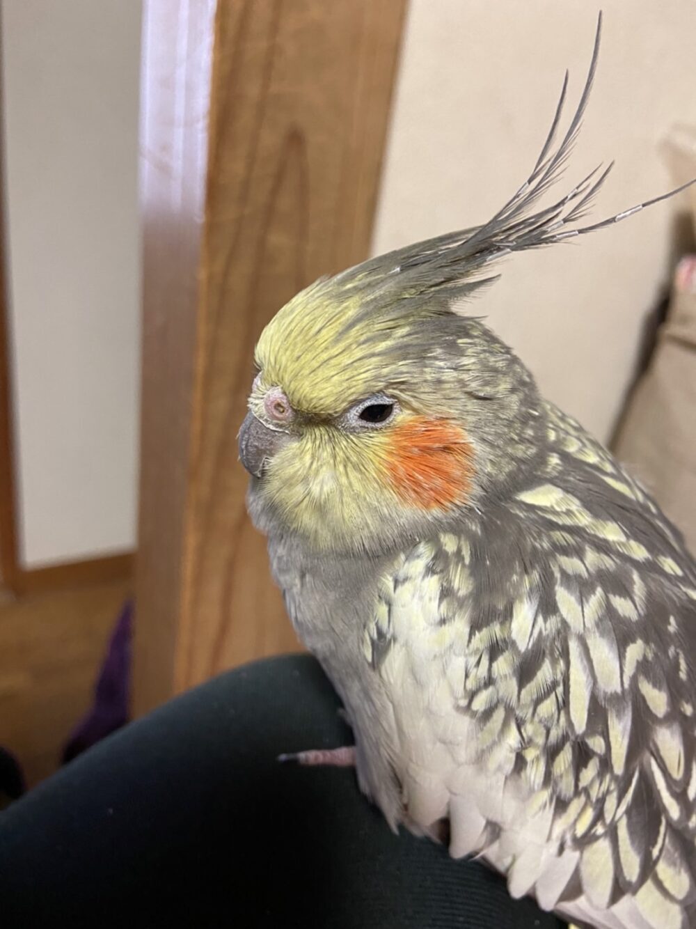 オカメインコの母