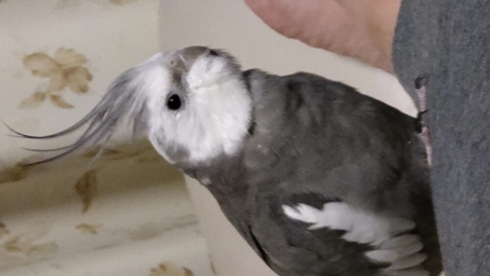 ぎんさんのママ