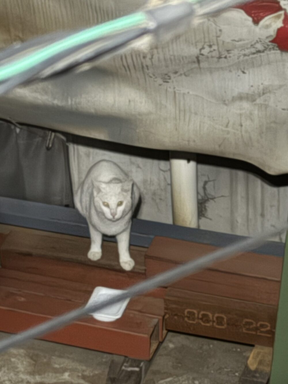 花屋ののんちゃん