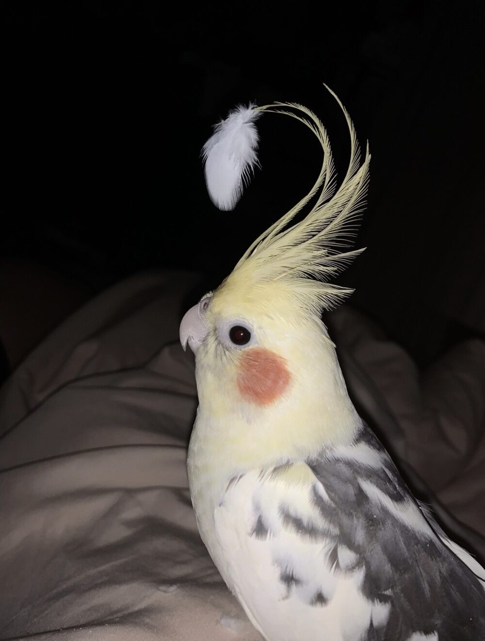 オカメインコを探しています