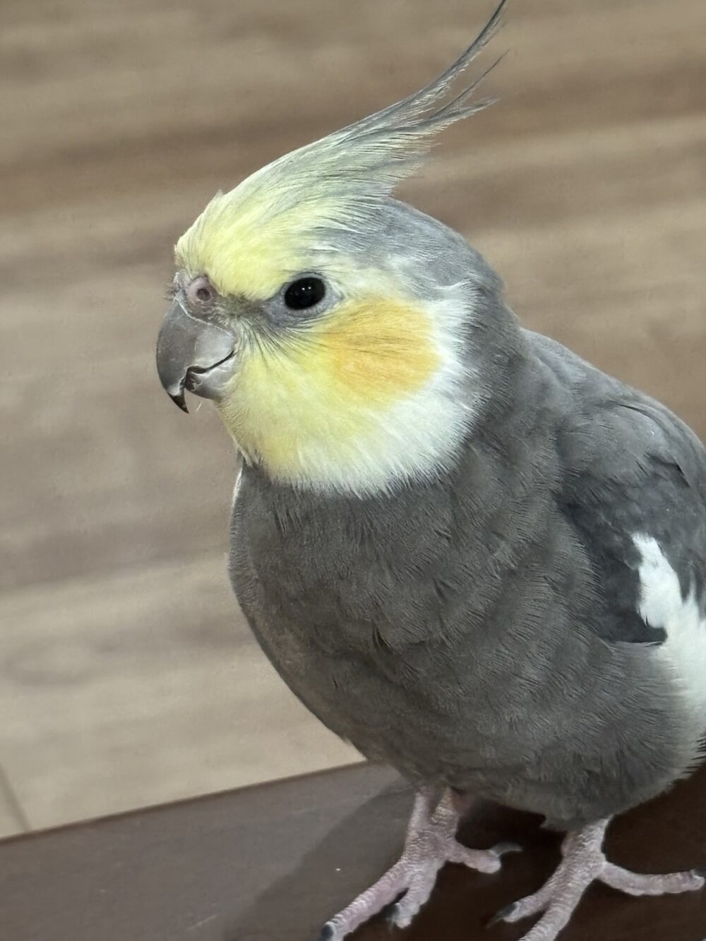 ゆか