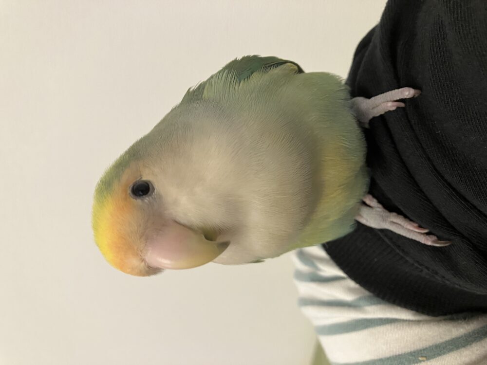hata