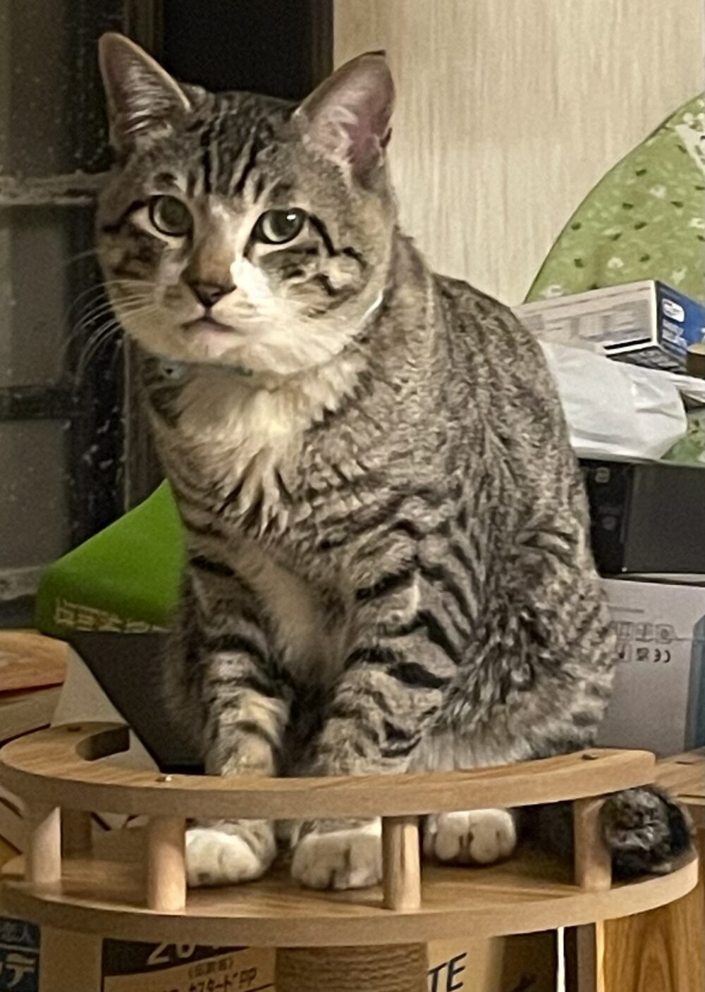 ノア
