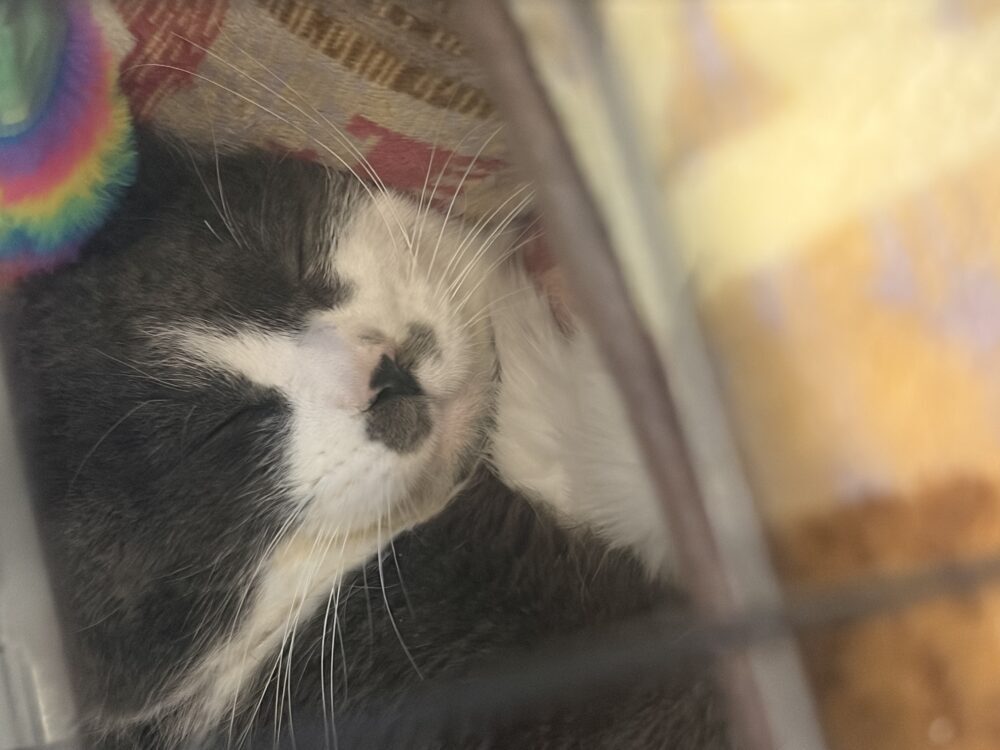 綾瀬