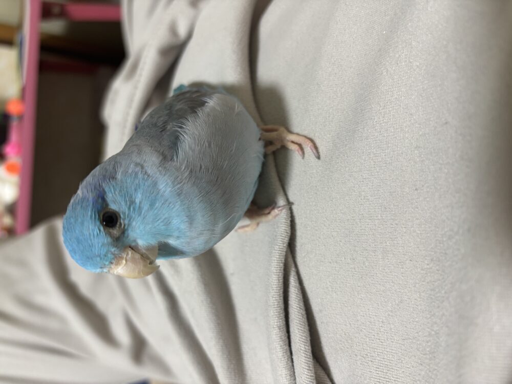 ルリ