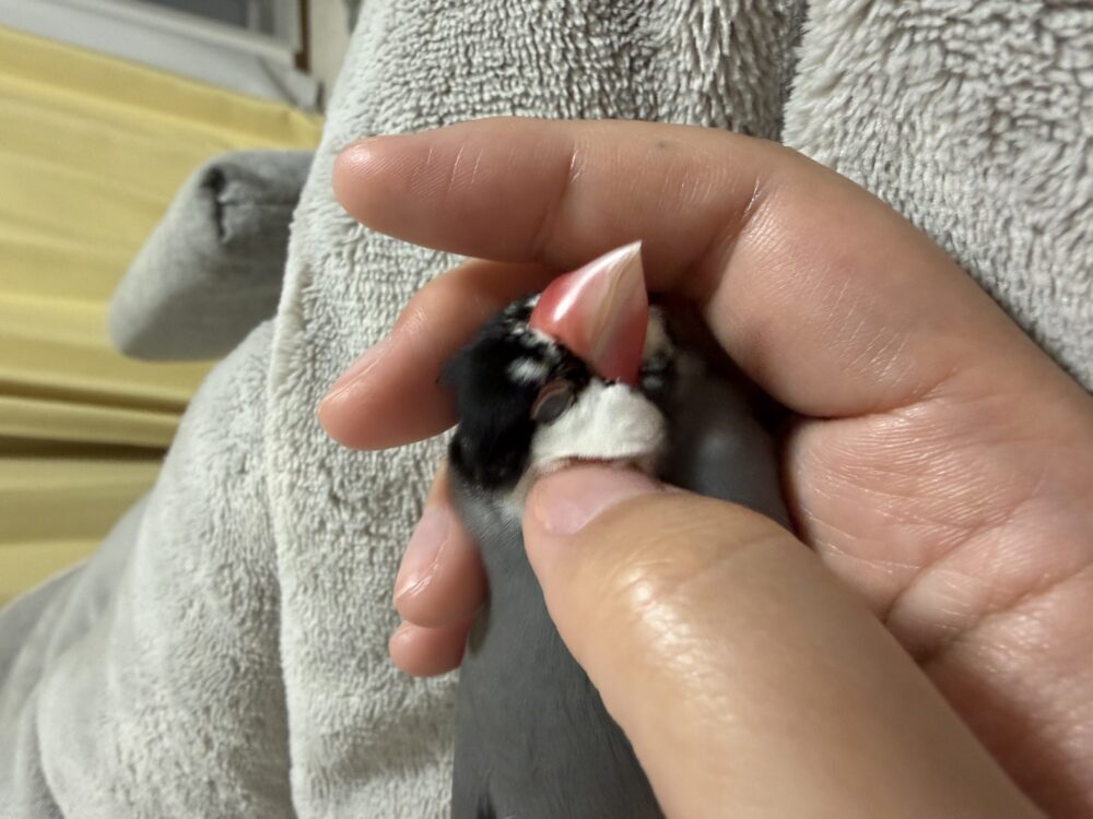 こかげ