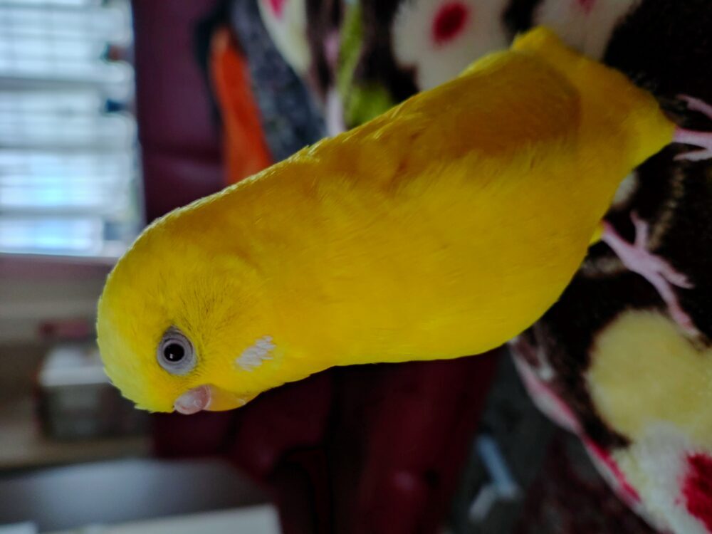 マリ
