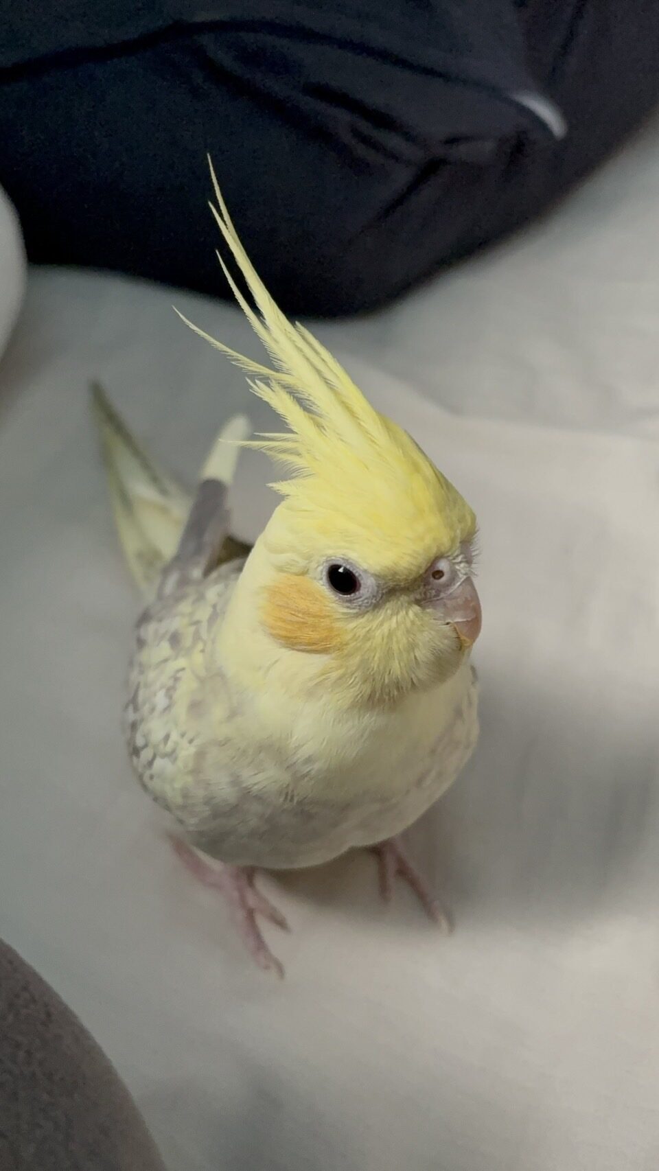 ミモザ