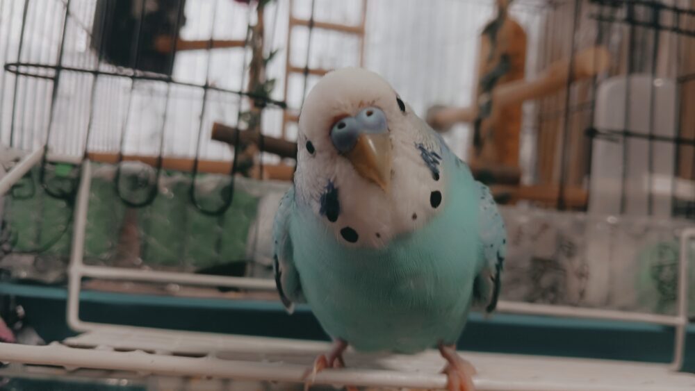 むさし