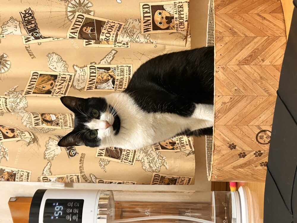 猫探し