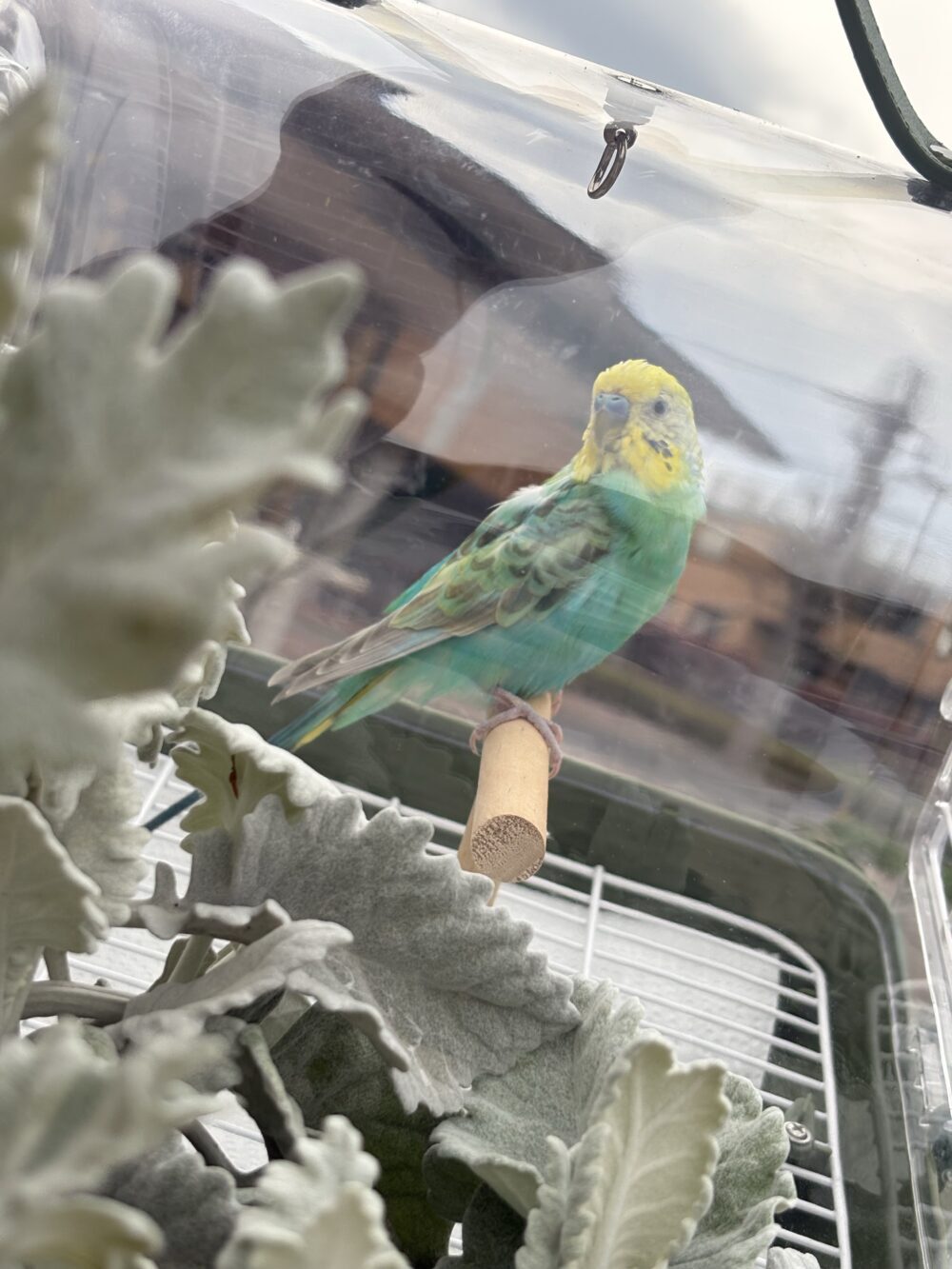 いつき