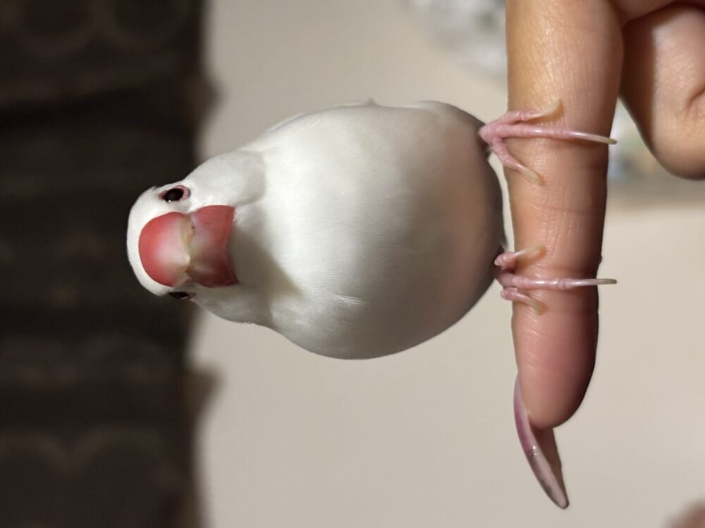 ゆう
