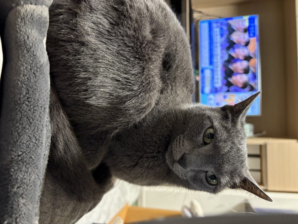 たあ