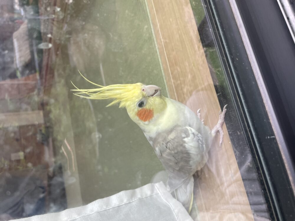 の