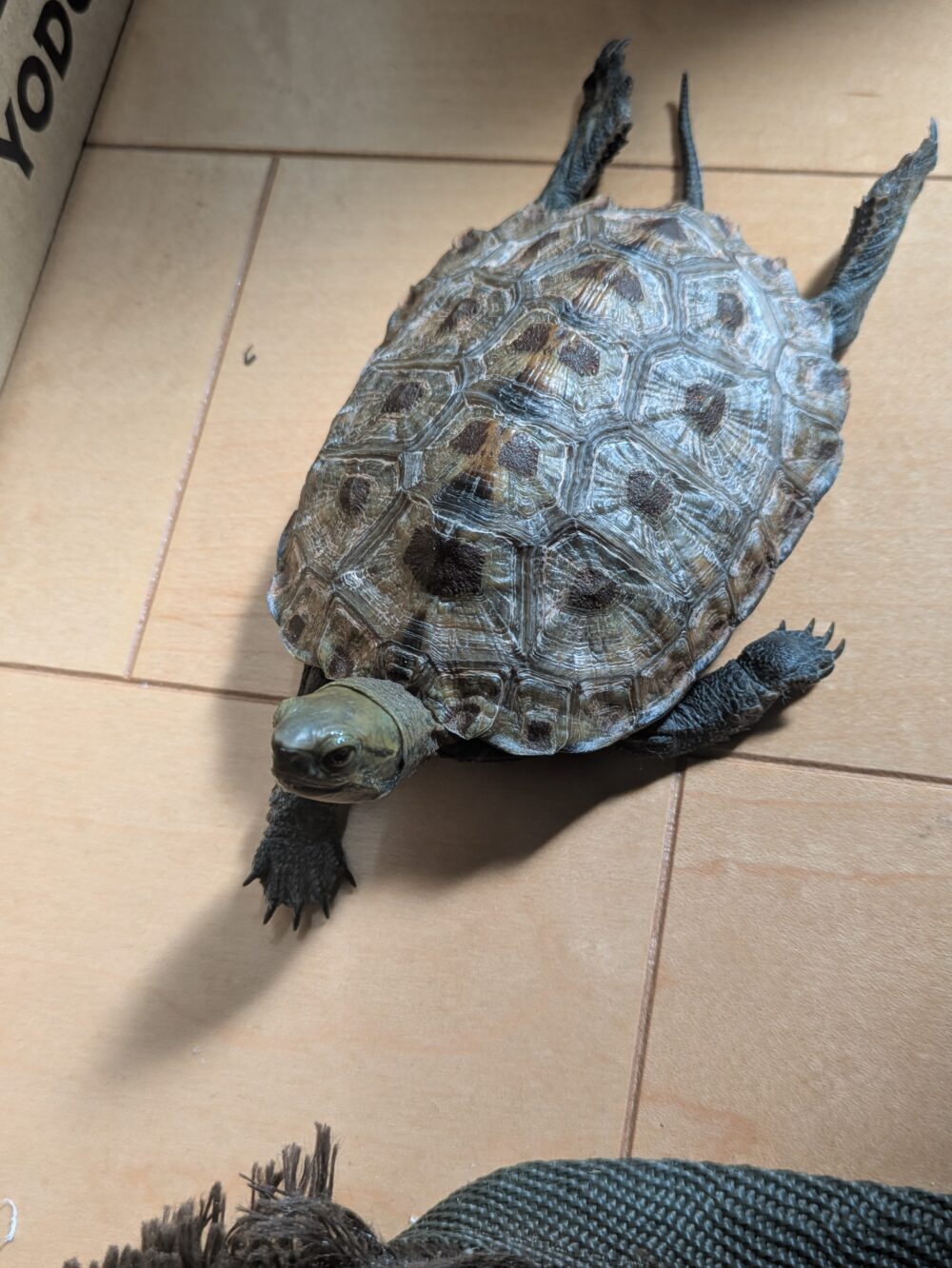 みかん