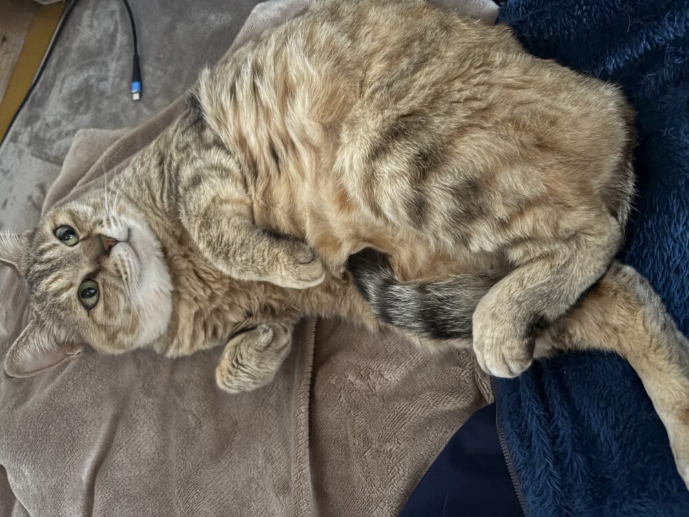 にゃー