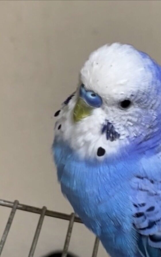 たみ