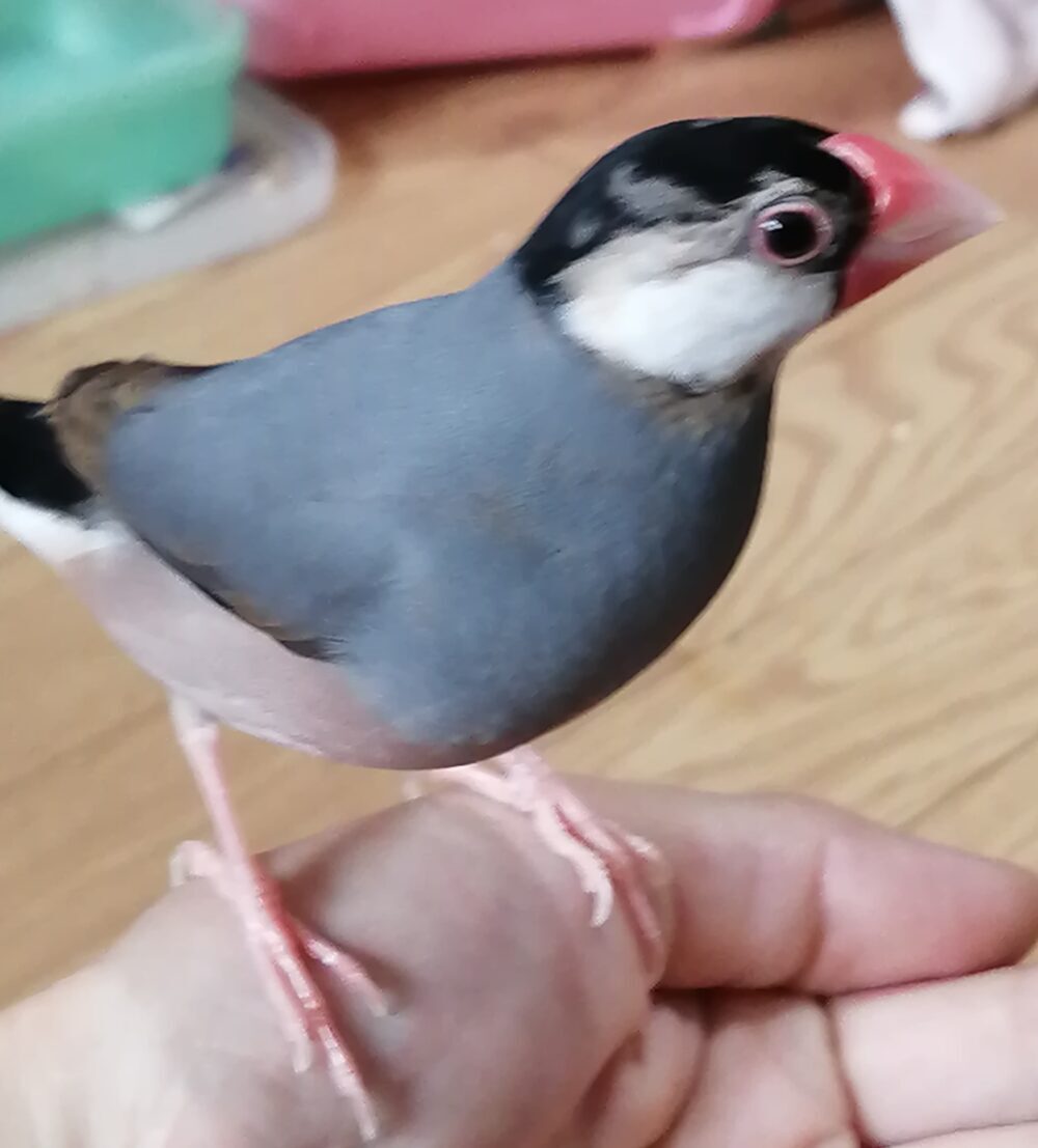 まつの