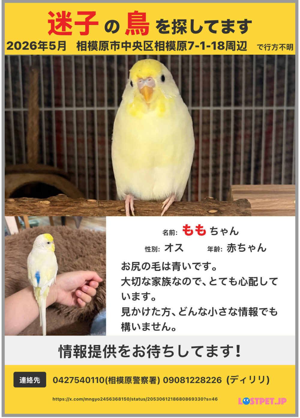 デイリリ