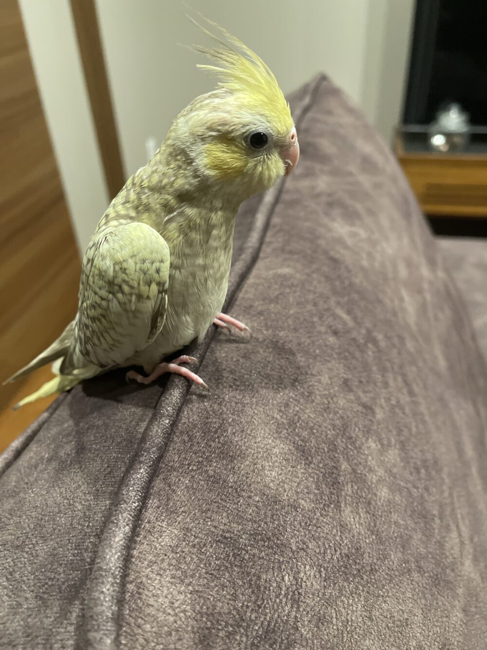 パウロ