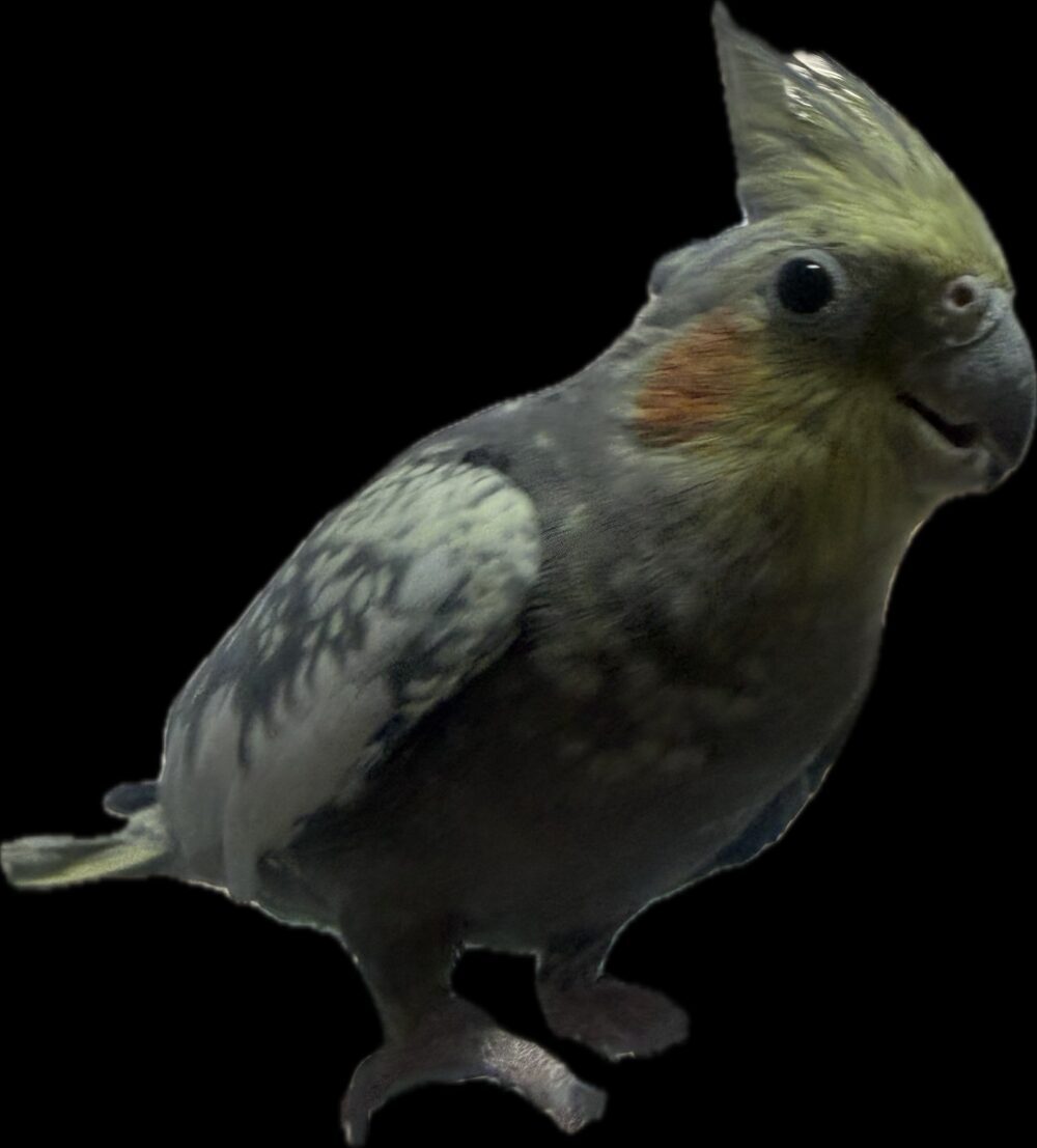 はな