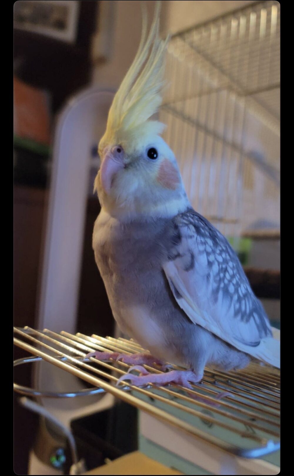 ぷっちょ