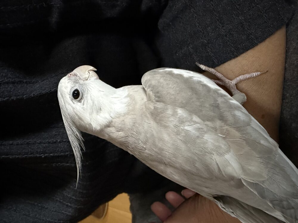 すたん