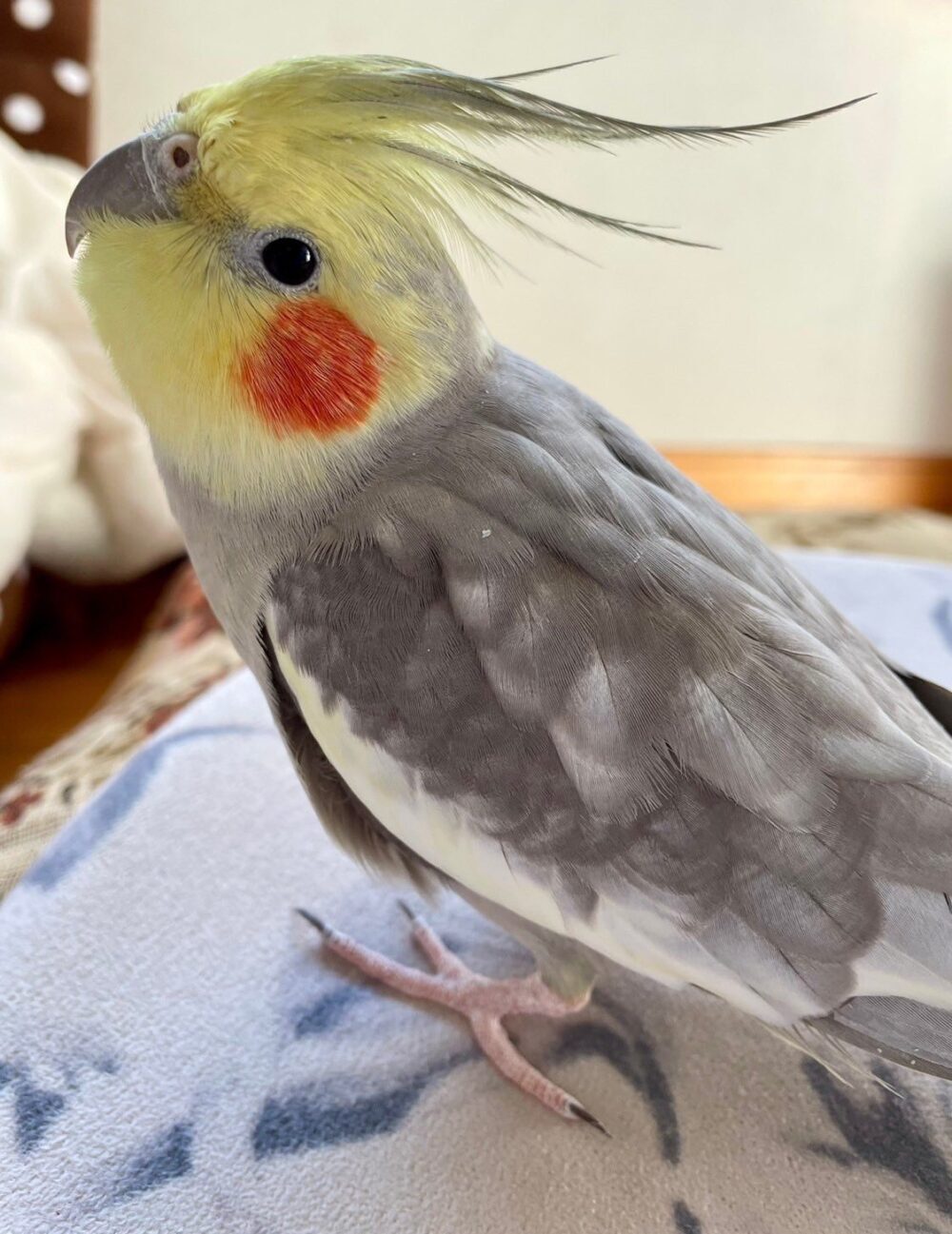まちや