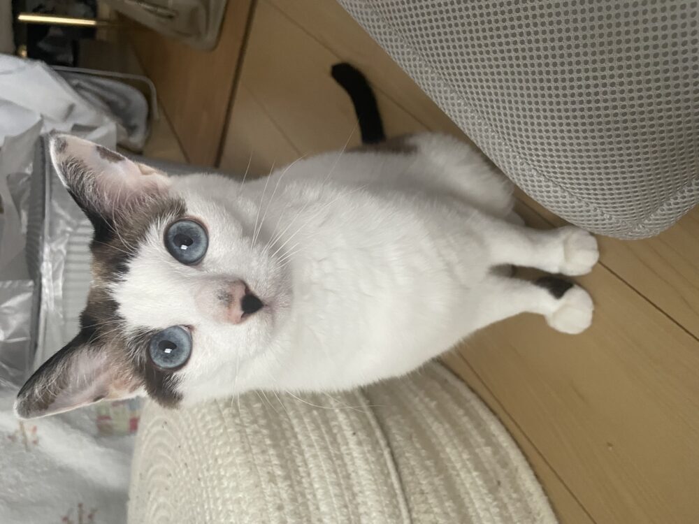 さくこは