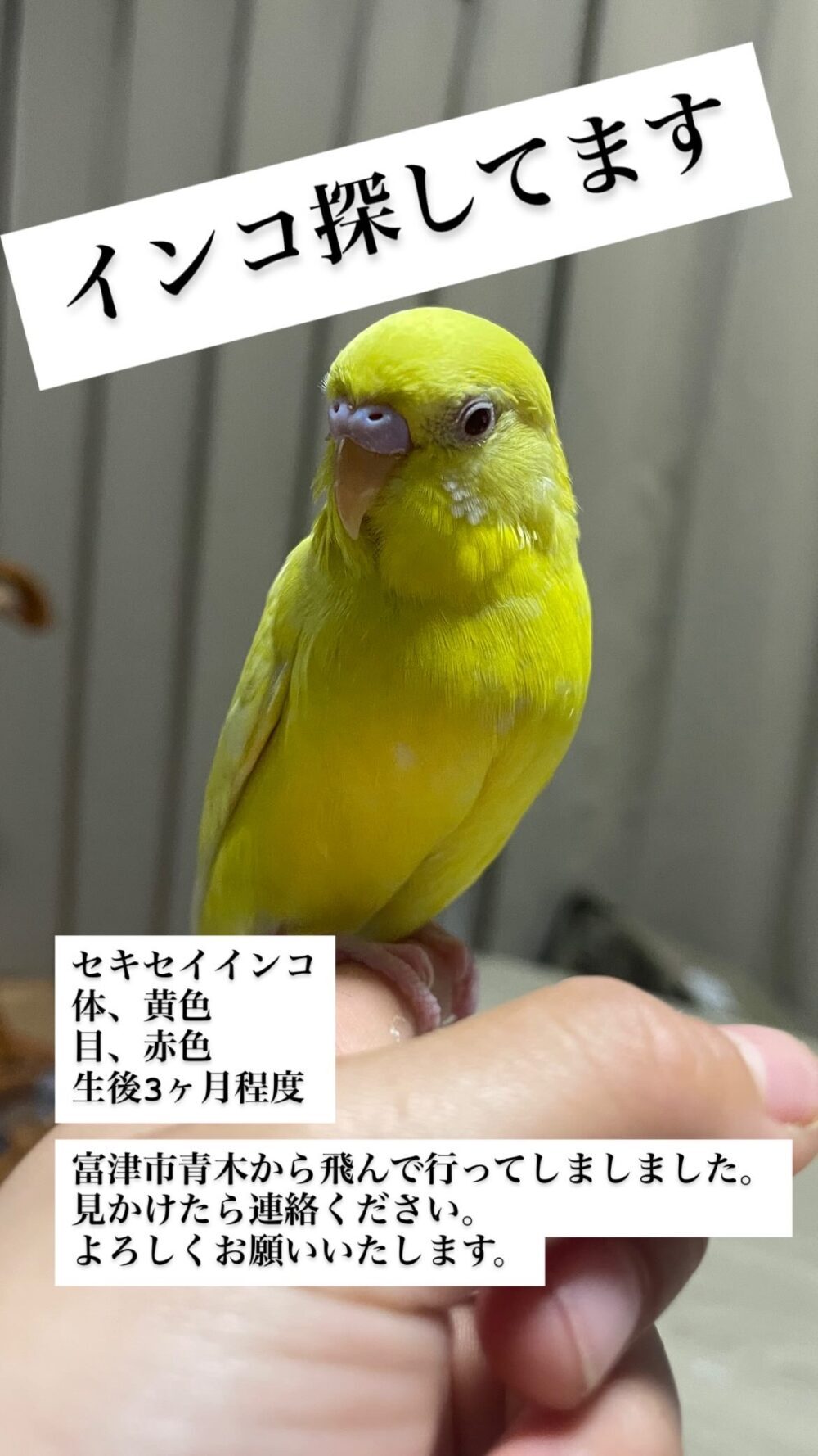 たん子