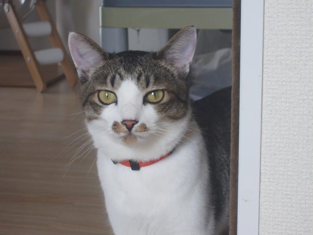 なつ