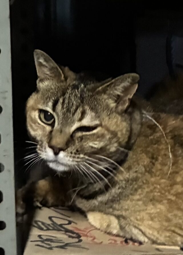 ユズ