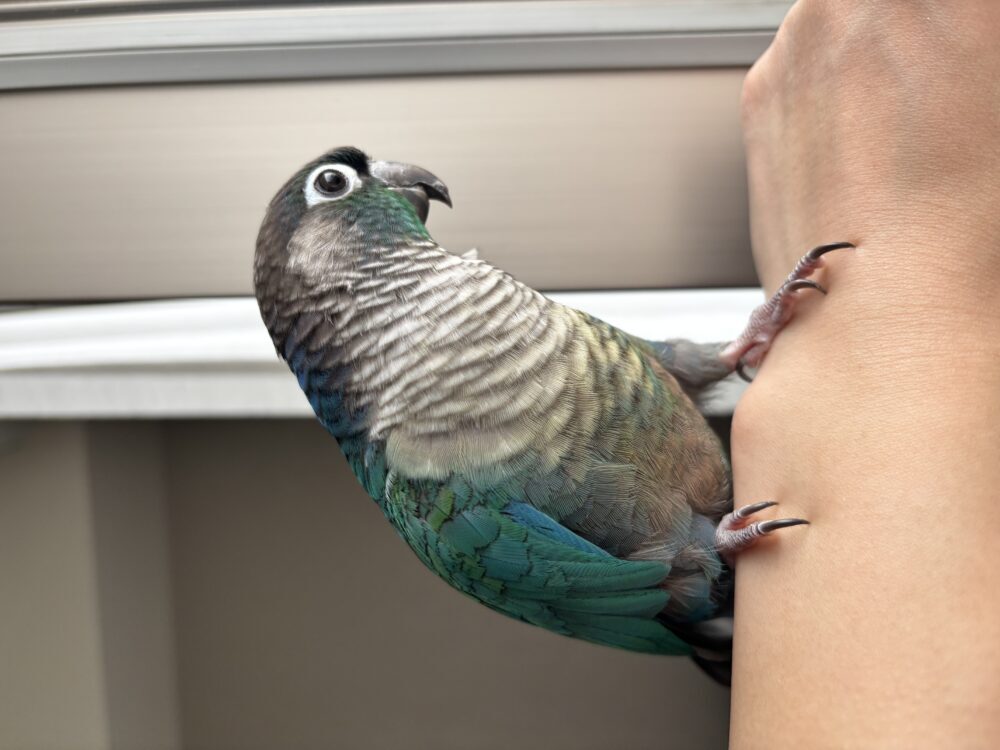 きーちゃん