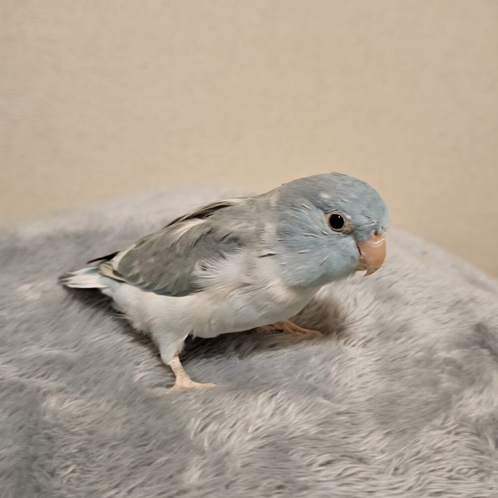 つる