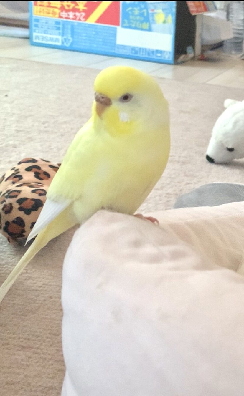 りえさん