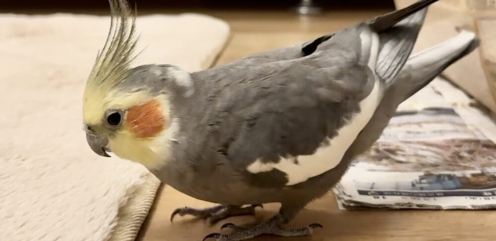 ゆーり