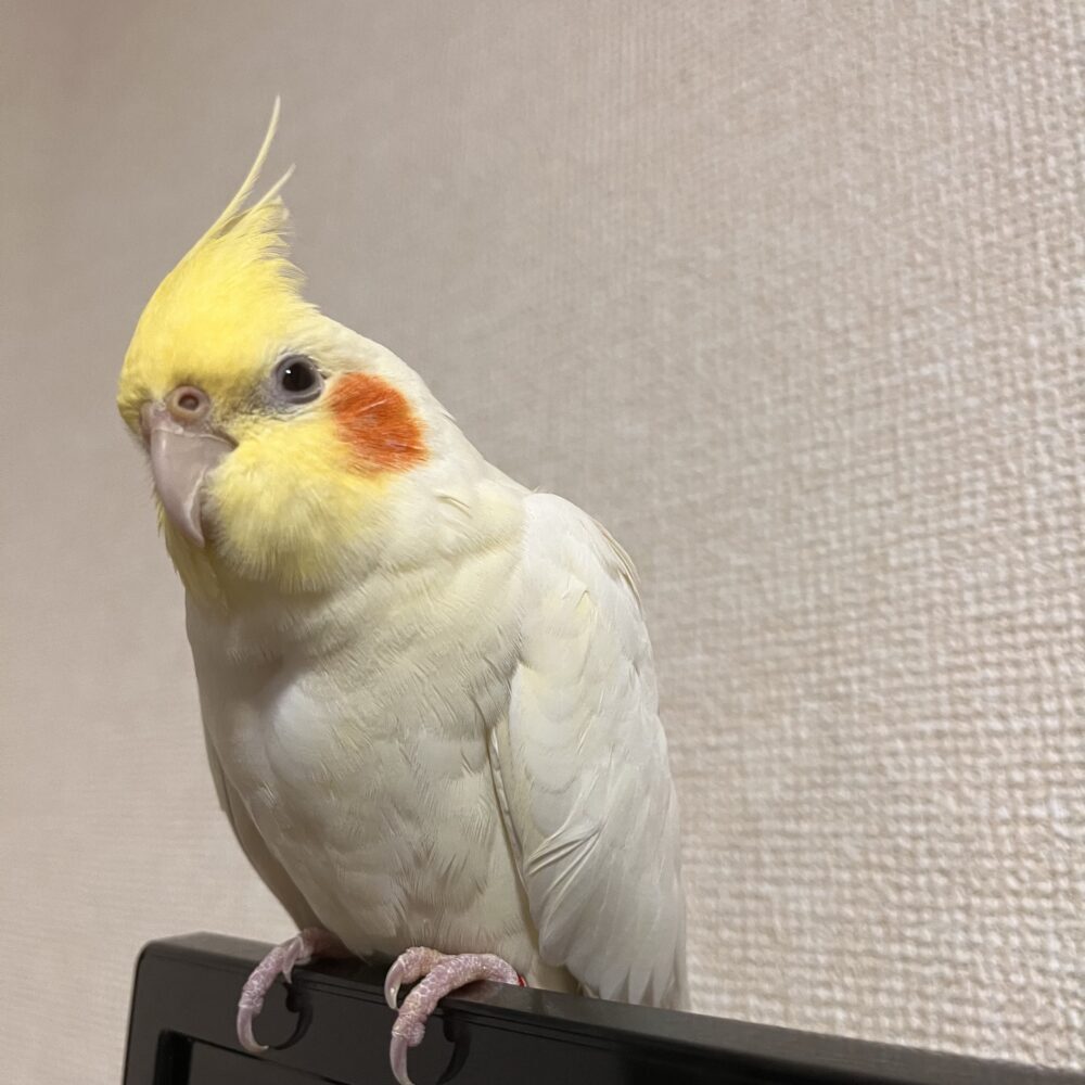 オカメ