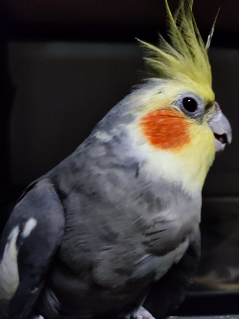 わったん