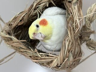 まるあん