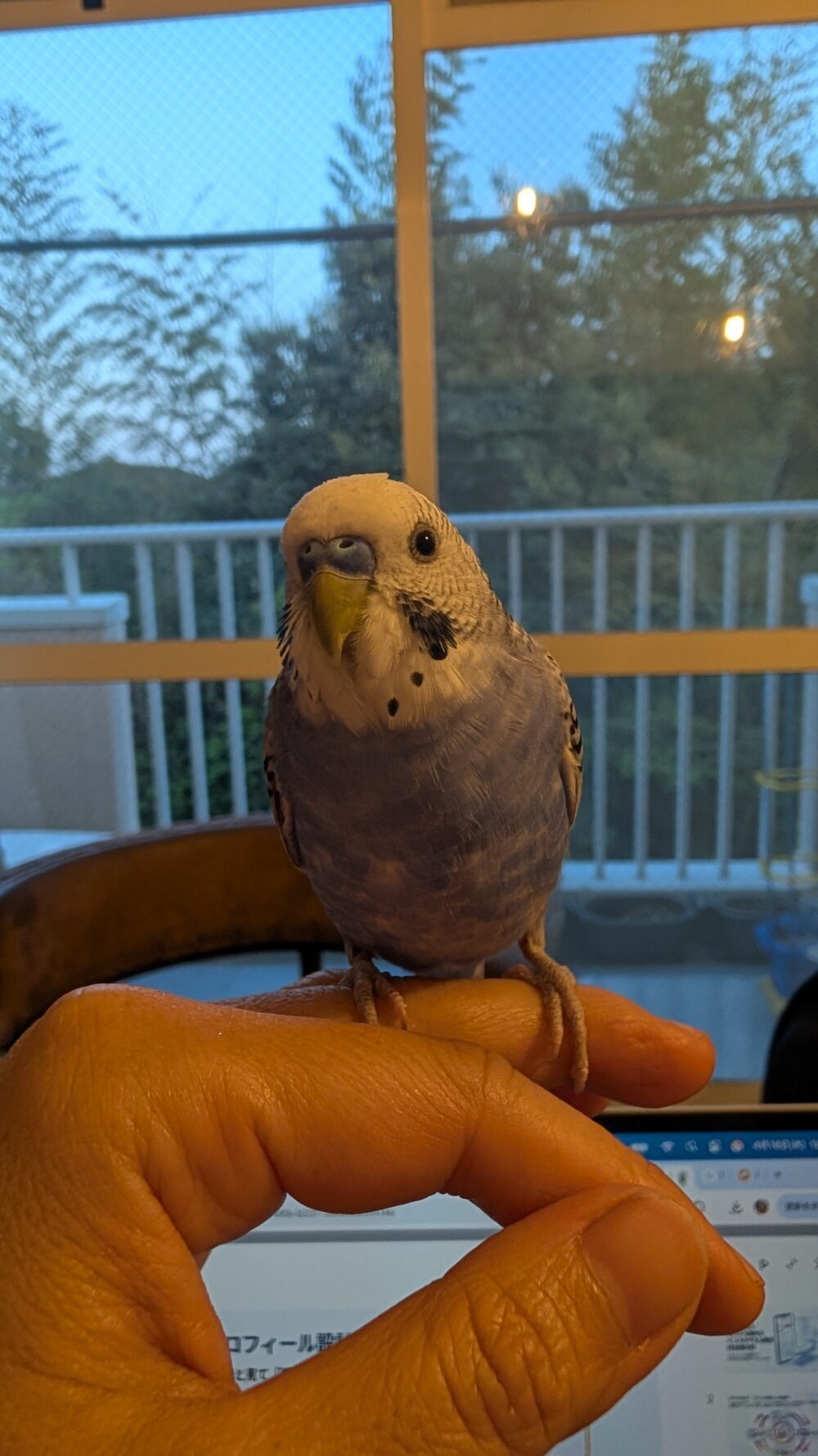 nag