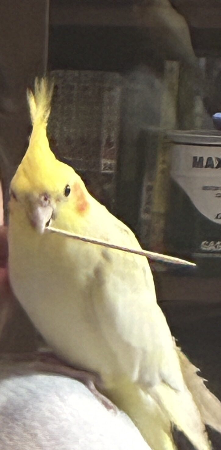 おかめ