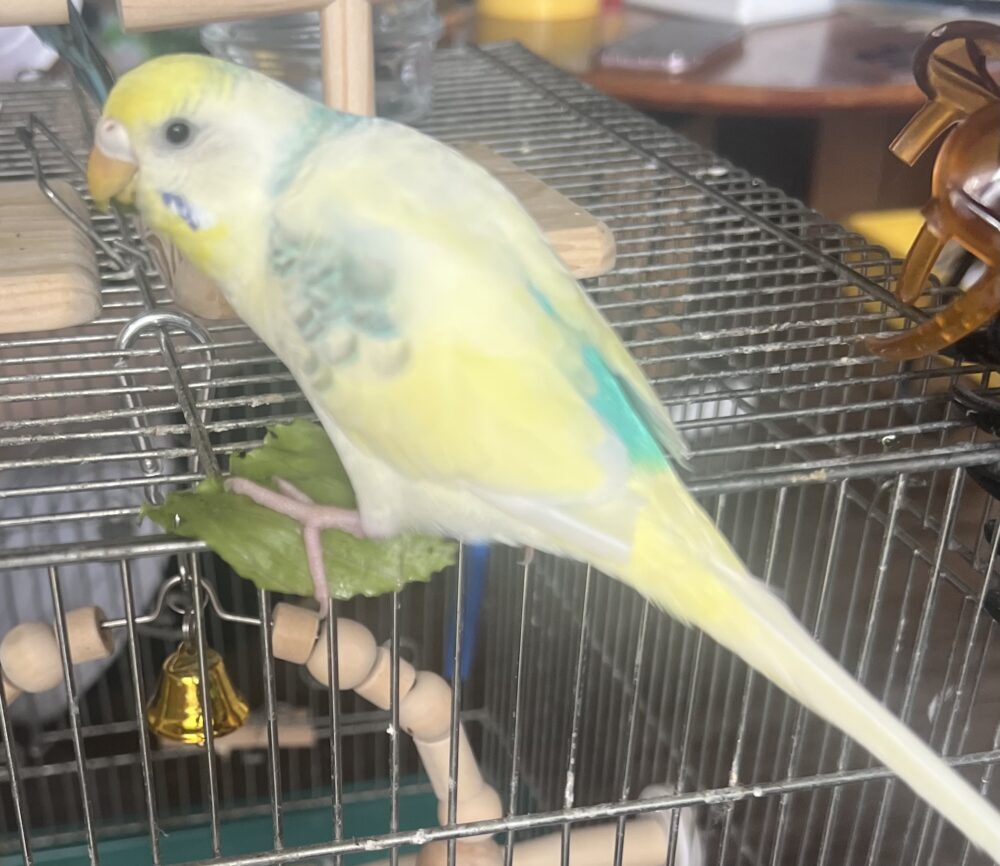 ひら